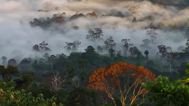 Rainforest in Borneo. Photo credit: iStock/Jason T. Mulvaney.